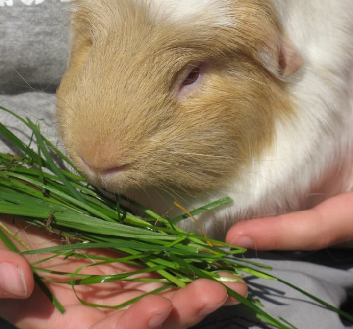 rabbit feeding faq