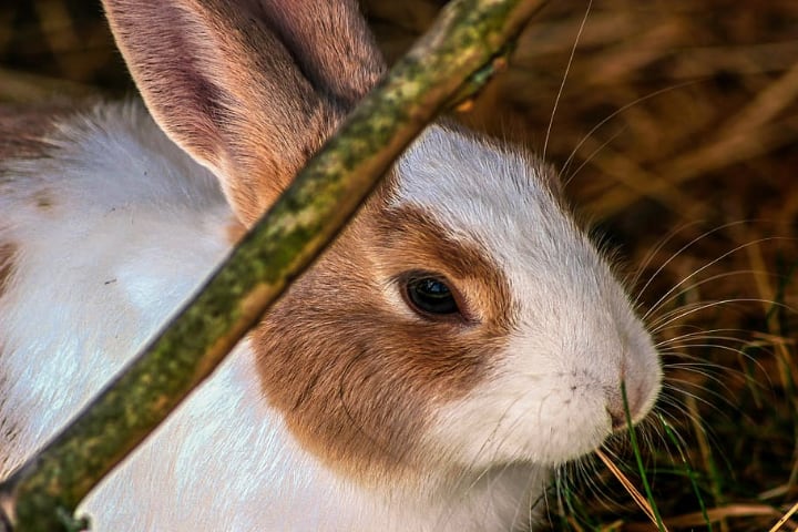 rabbit hare eating hay