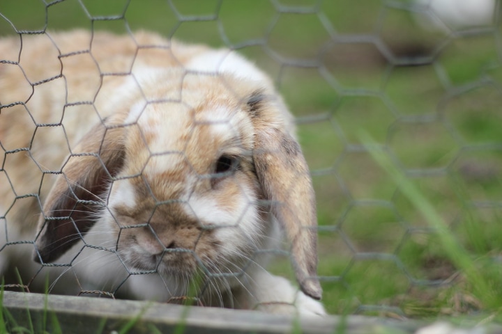 rabbit in a diy outdoor pen away from chewing garden plants and flowers