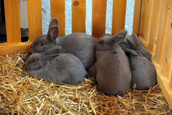 rabbit litter