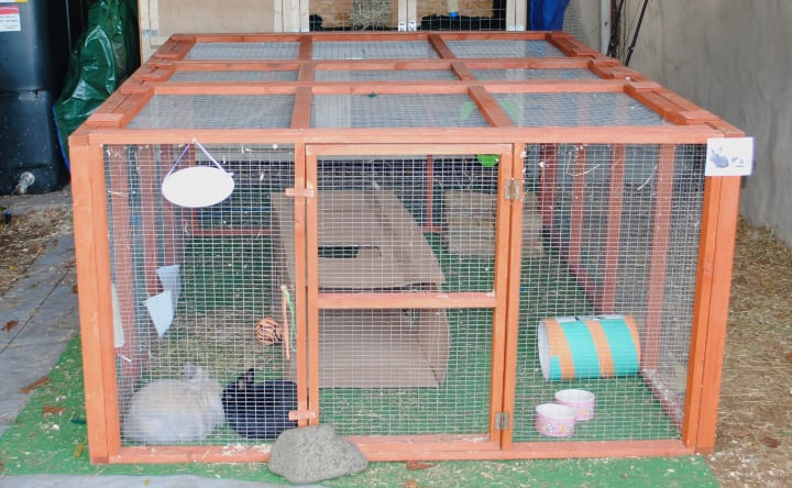 rabbit run