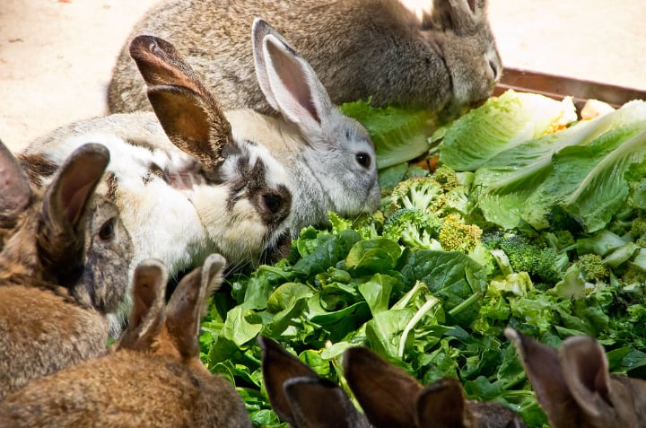 rabbits eatig kale broccoli and cabbage