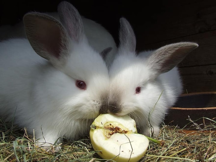 rabbits eating an apple