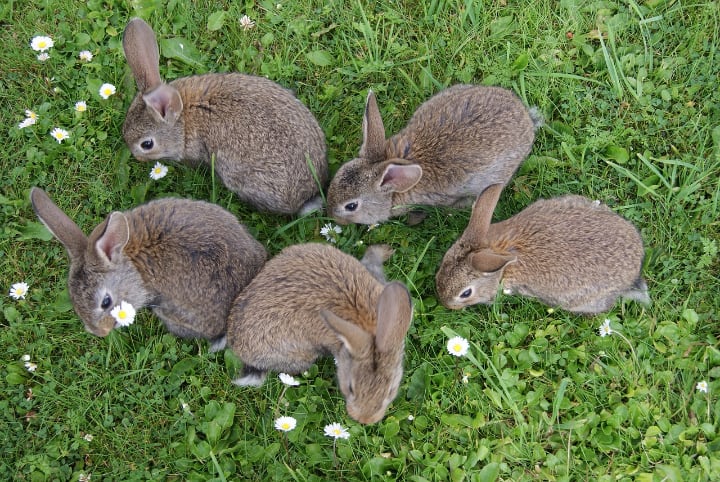 rabbits eating flowers