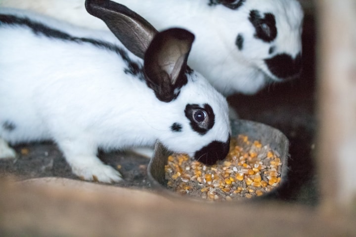 rabbits eating pellets and corn