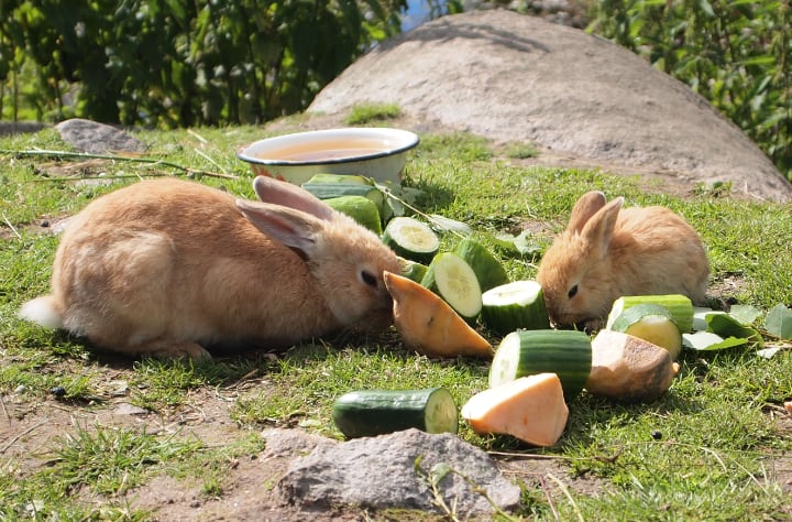 rabbits eating sliced cucumbers