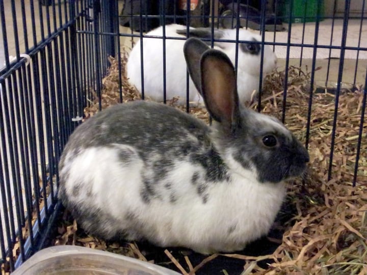 rabbits separated by a cage to control population growth