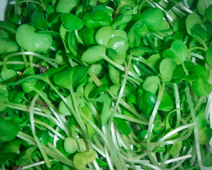 radish microgreens