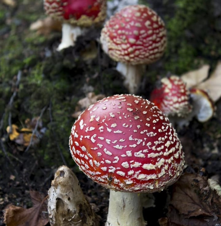 red mushrooms on rocks