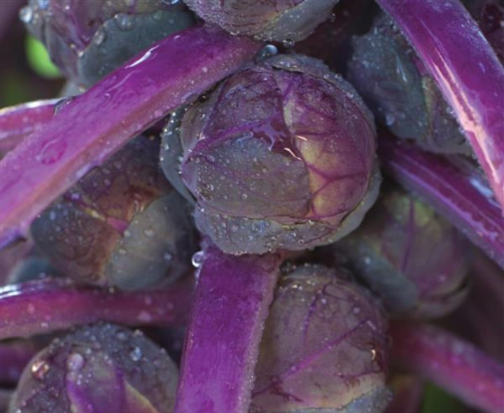 redarling brussel sprouts