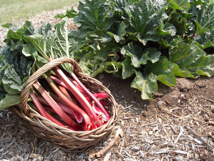 rhubarb is bad for rabbits