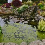 rock garden plants