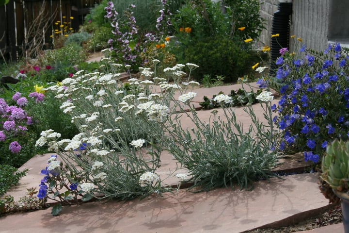 rock garden with yarrow