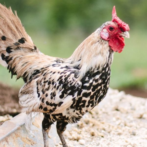 rooster munching on chicken scratch feed