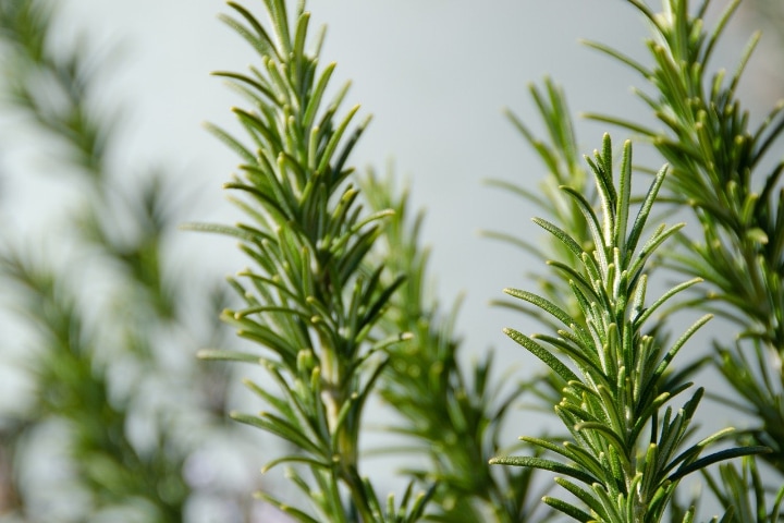 rosemary herb plant