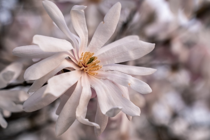 royal star magnolia tree