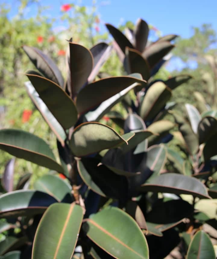 rubber tree low light indoor shade tree