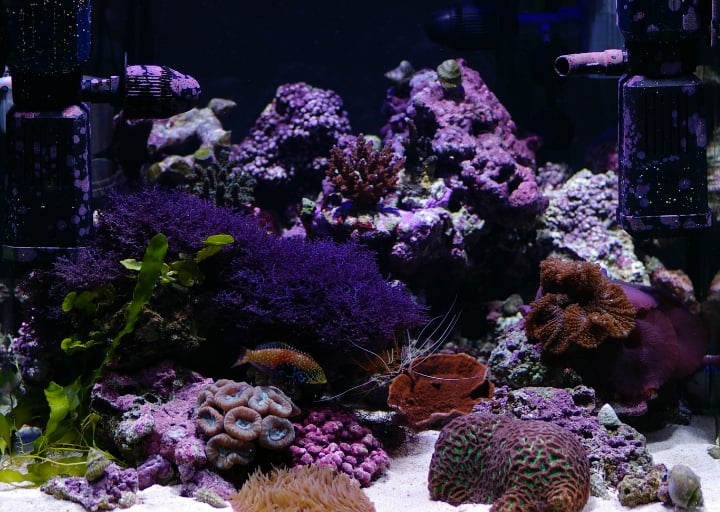 salt water aquarium