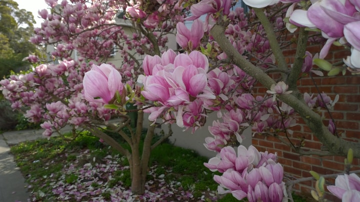 saucer magnolia tree