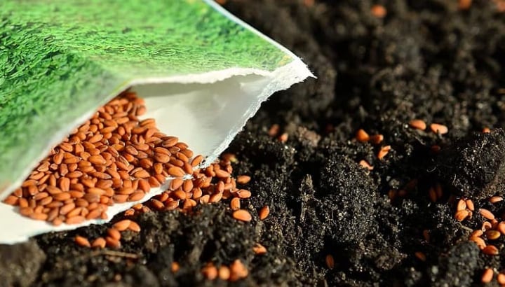 seeds on soil