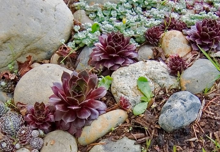 sempervivum tectorum rock garden plant
