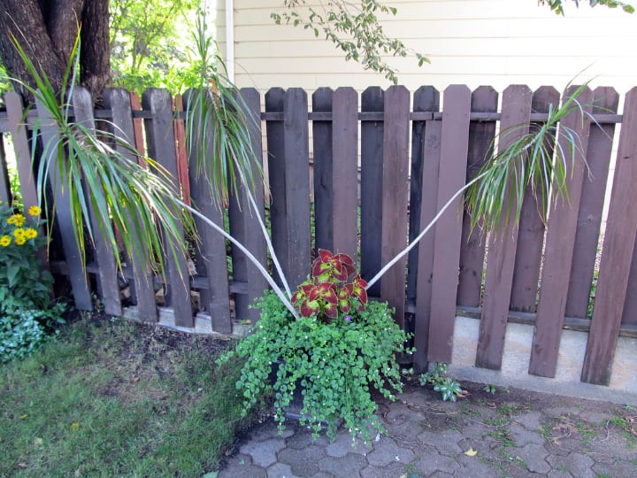 shade plants in a container