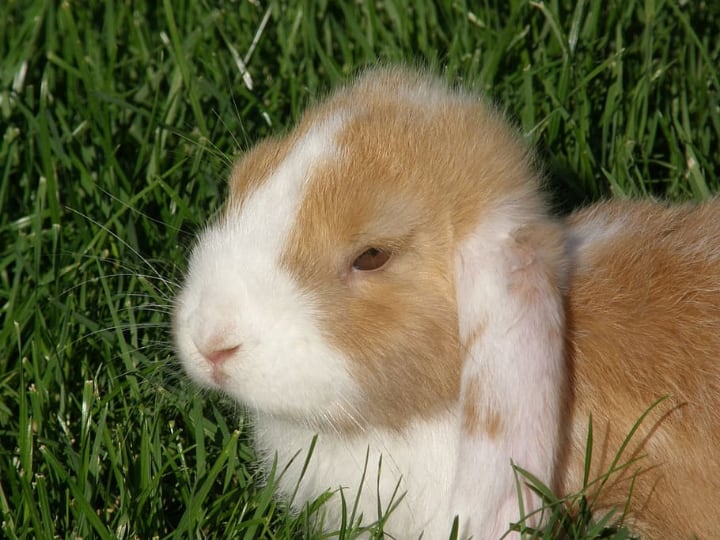sick looking rabbit