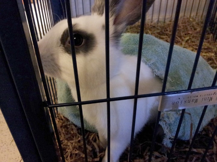 sick rabbit in a cage monitored