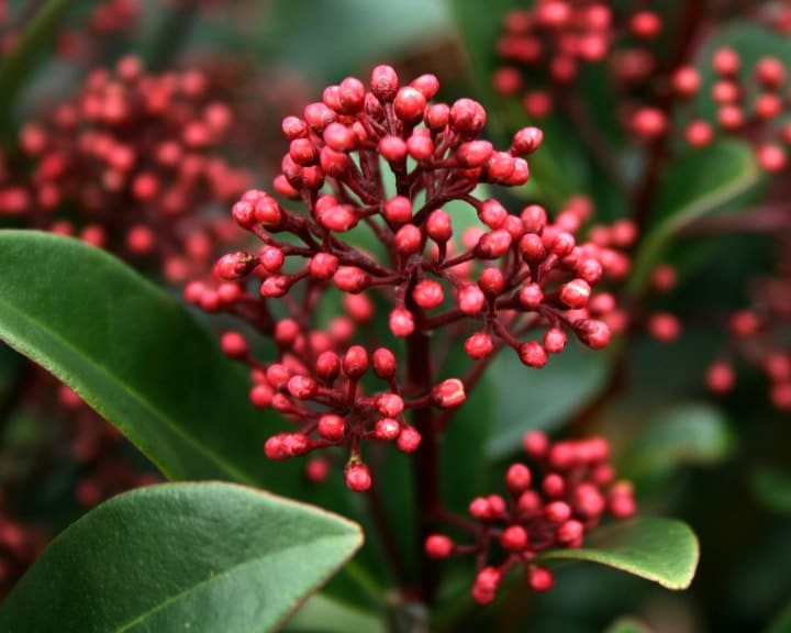 skimmia japonica shade loving shrubs