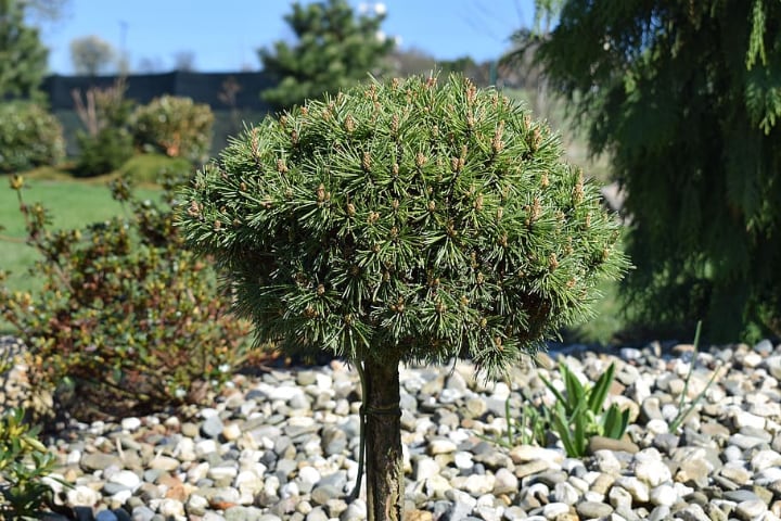 small rock garden with mini tree