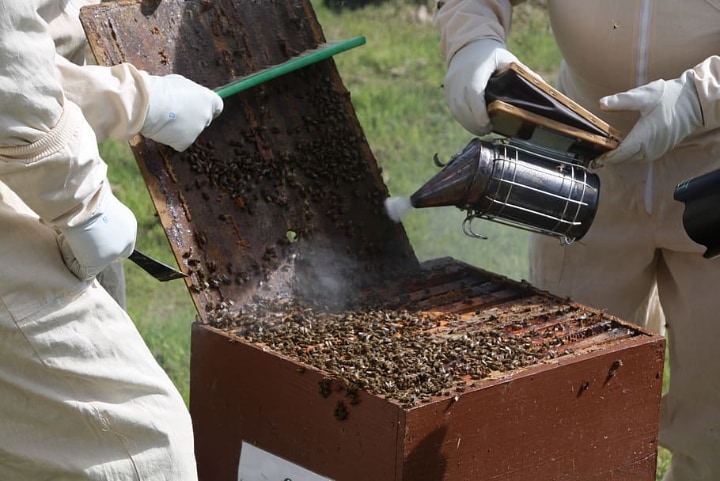 smoking bees to harvest honey