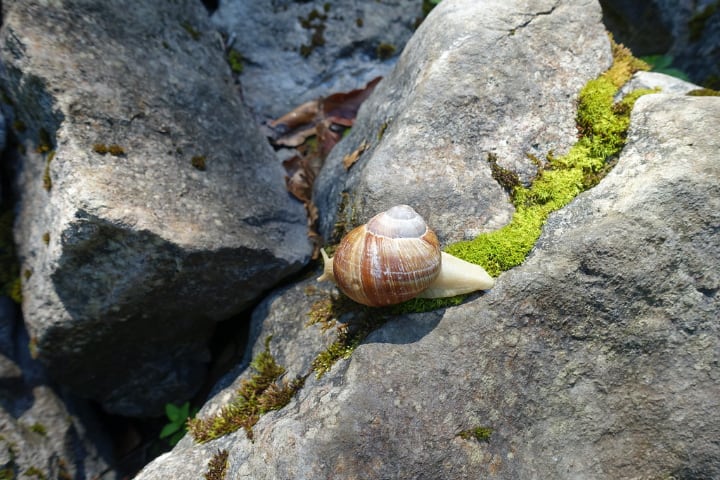 snail on rock garden