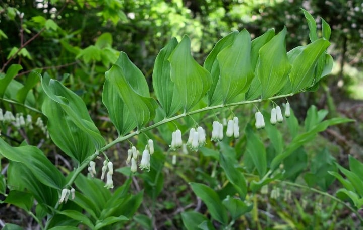 solomons seal part shade plant