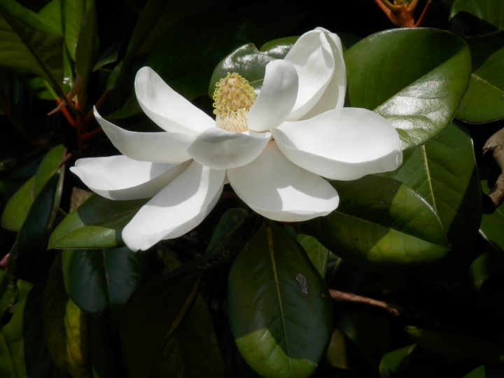 southern magnolia tree flower