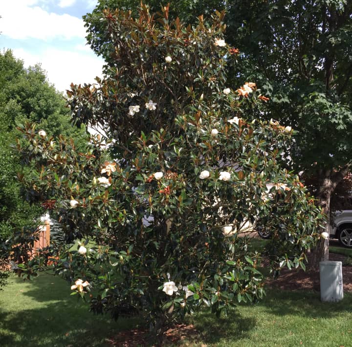 southern magnolia tree