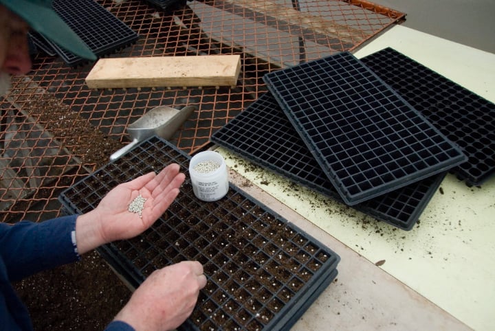 sowing geranium seeds to the seedling tray