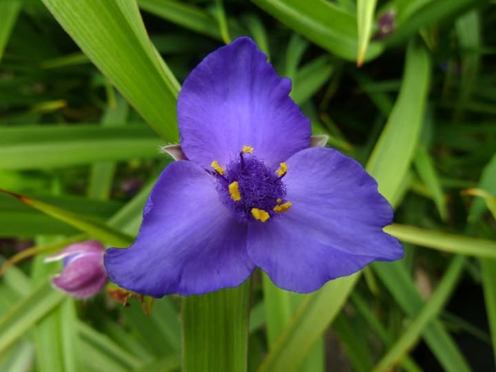 spiderwort shade perennial