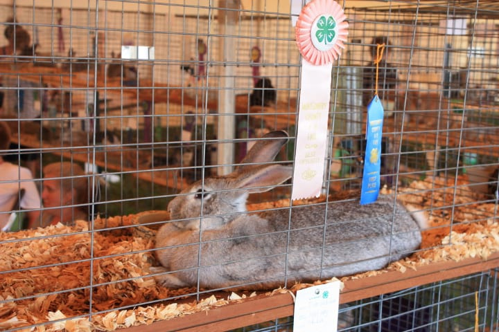 stacked rabbit cages