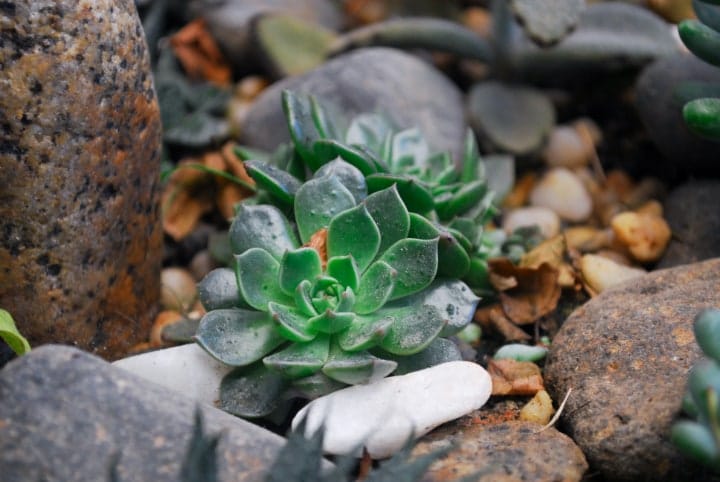 succulent plants with rocks