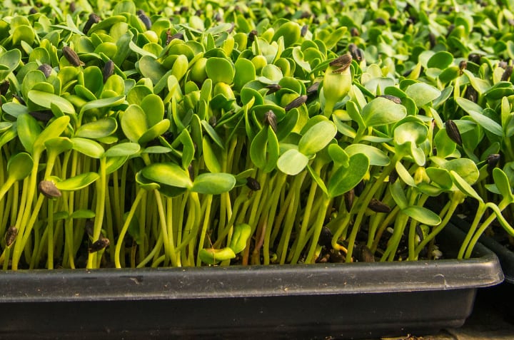 sunflower microgreens