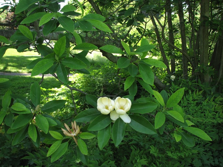 sweet bay magnolia tree facts