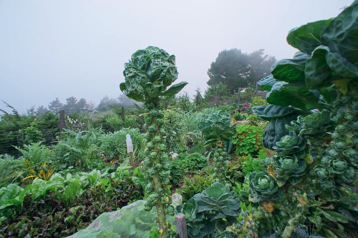 tall brussel sprout plant