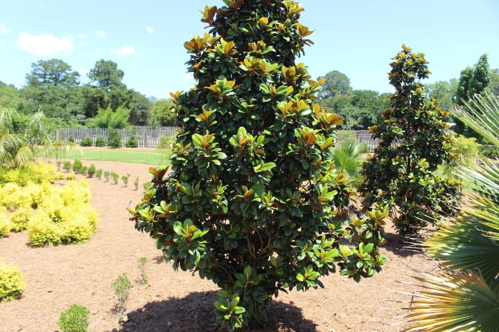 teddy bear magnolia tree