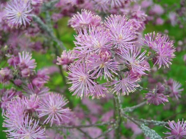 thalictrum dry shade plant