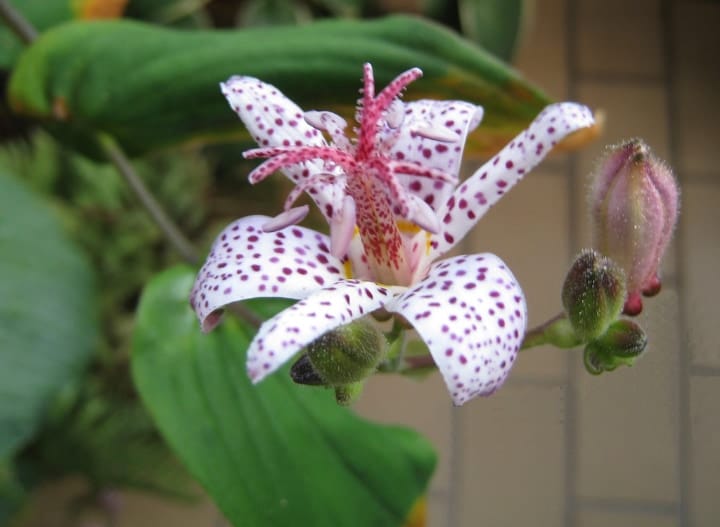 toad lily shade perennial plant