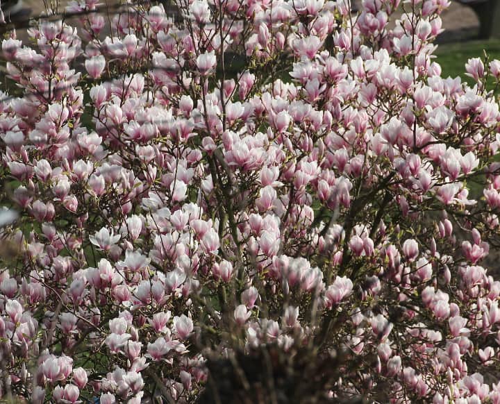 tulip magnolia tree