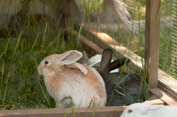 two rabbits inside a rabbit hutch