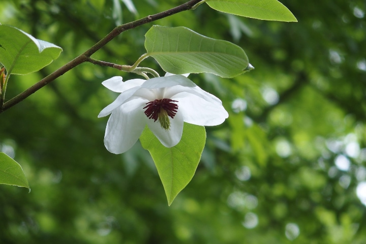 umbrella magnolia tree