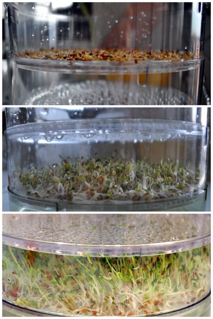 uncovered seeds for microgreens