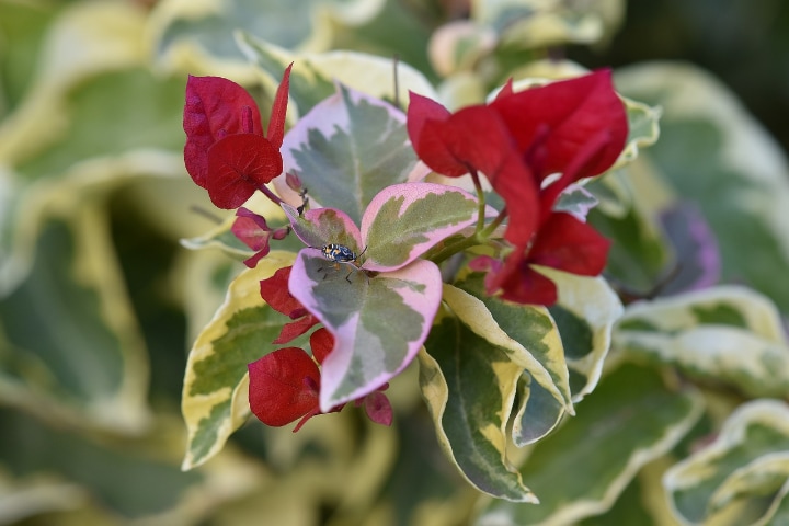 variegated bougainvillea